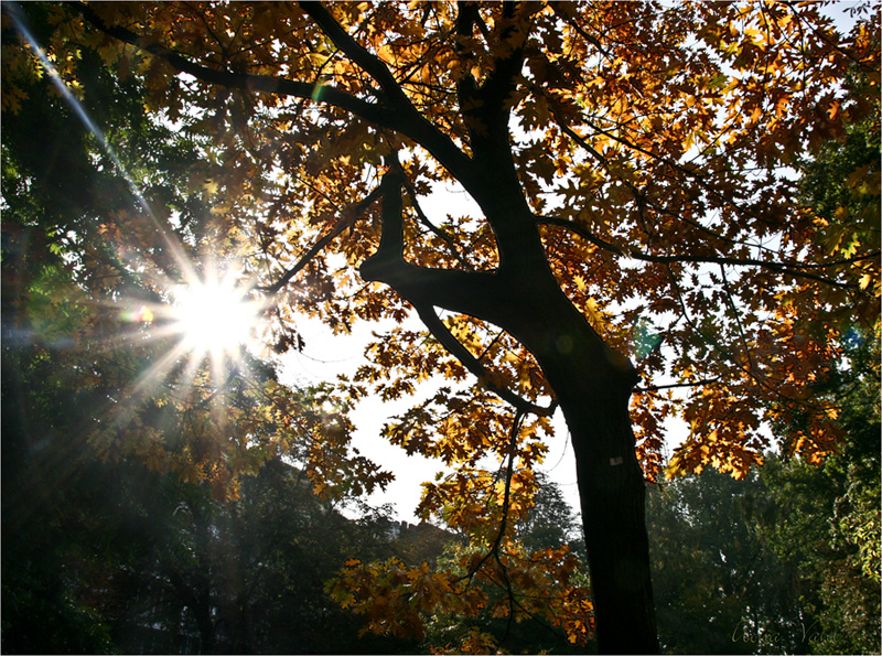 Goldener Herbst