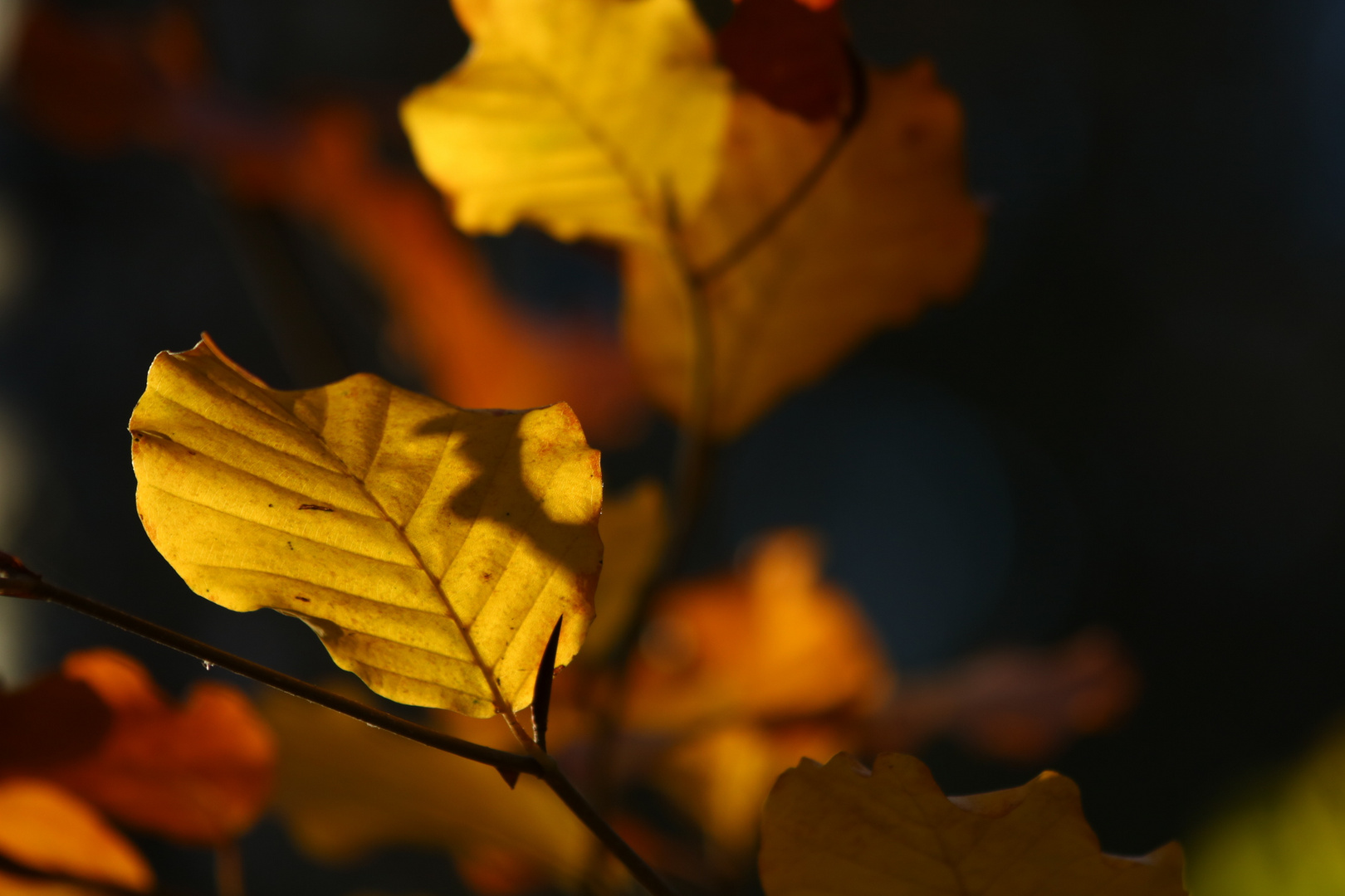 Goldener Herbst