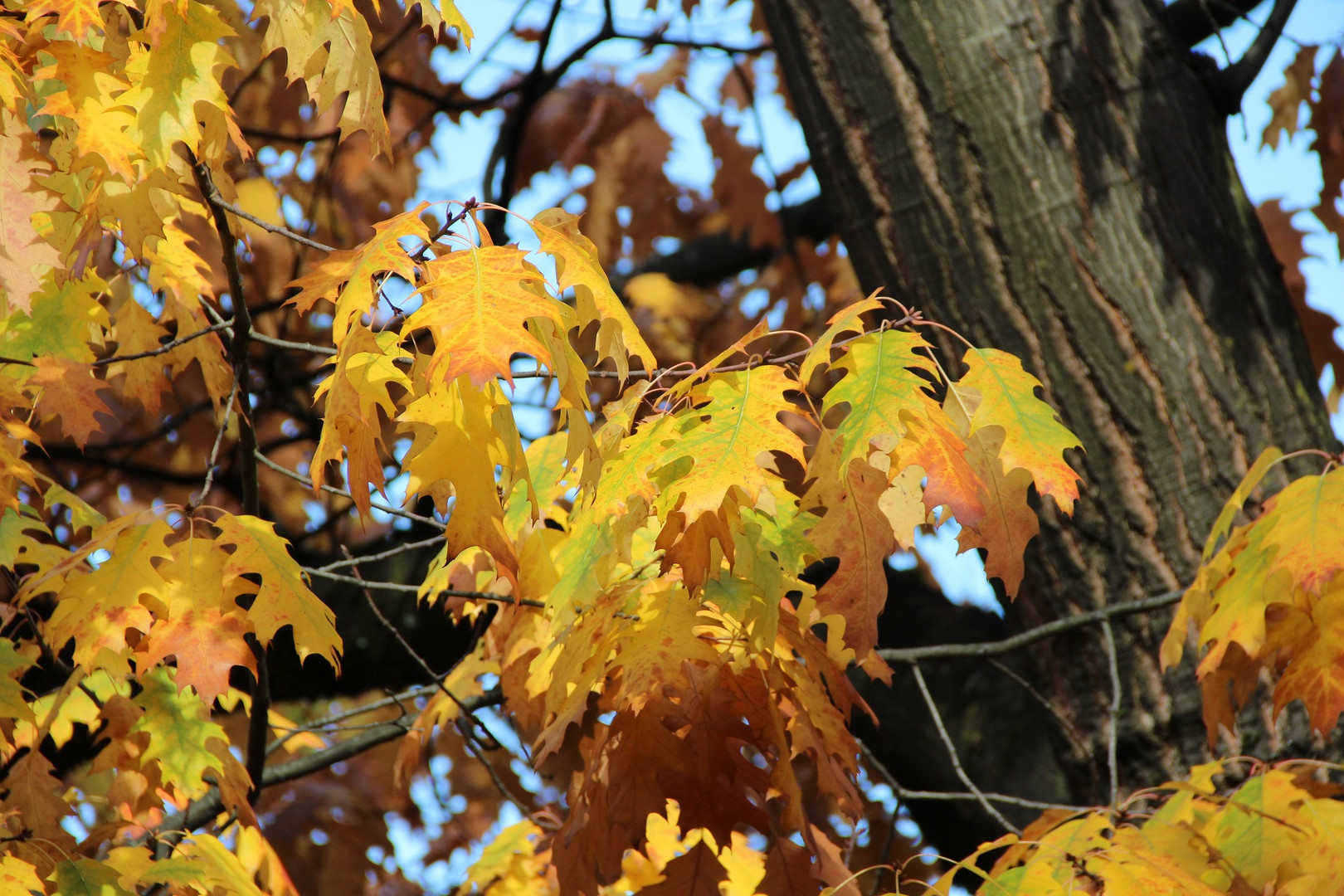 Goldener Herbst