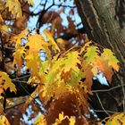 Goldener Herbst