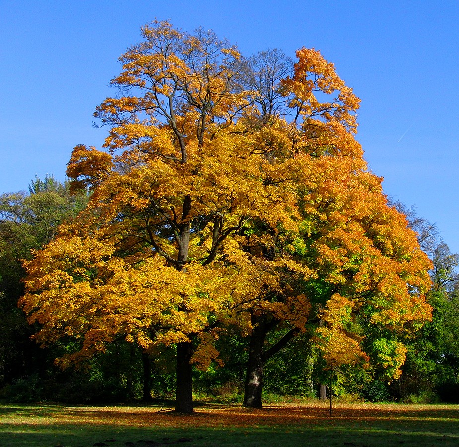 goldener Herbst