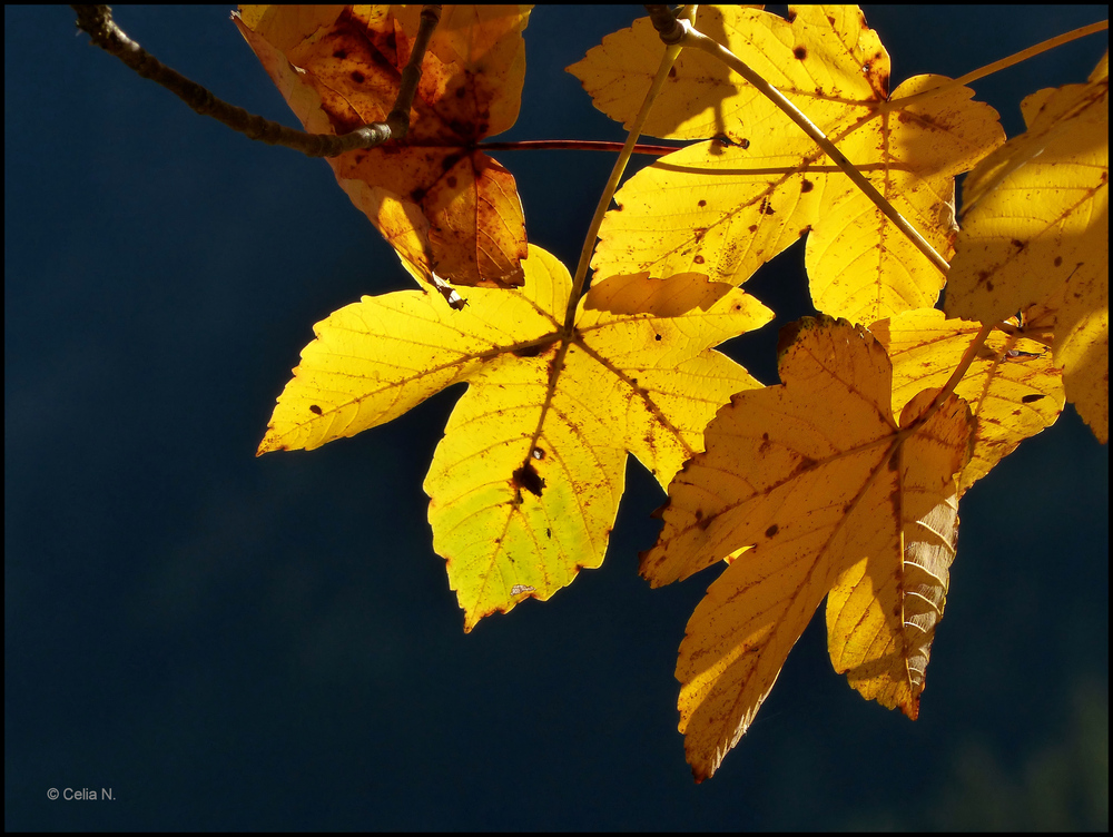 Goldener Herbst