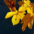 Goldener Herbst