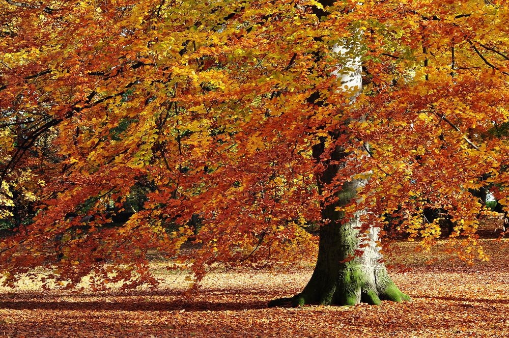 Goldener Herbst