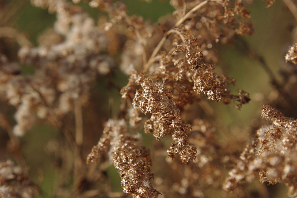 Goldener Herbst