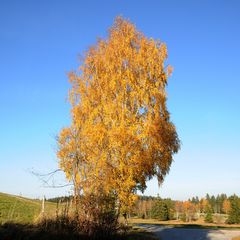 Goldener Herbst #1