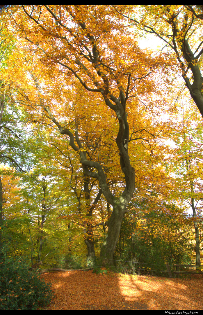 Goldener Herbst 1