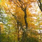 Goldener Herbst 1