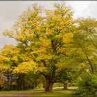 Goldener Herbst 1