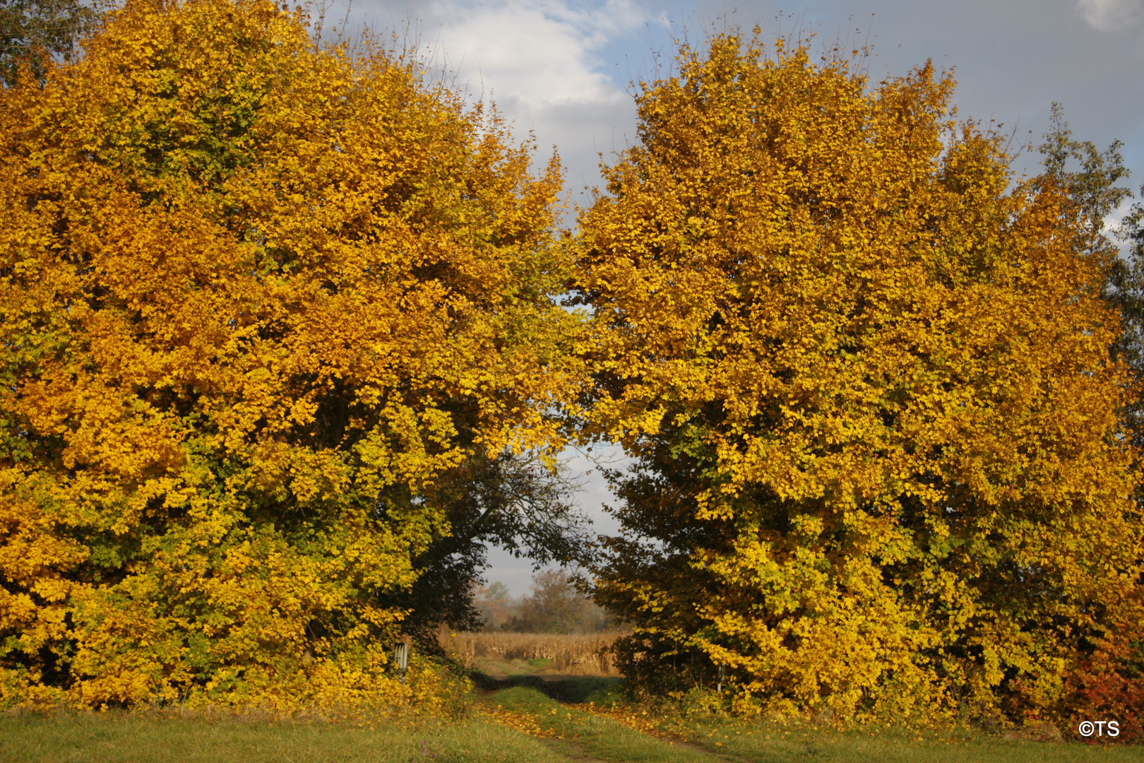 Goldener Herbst 1