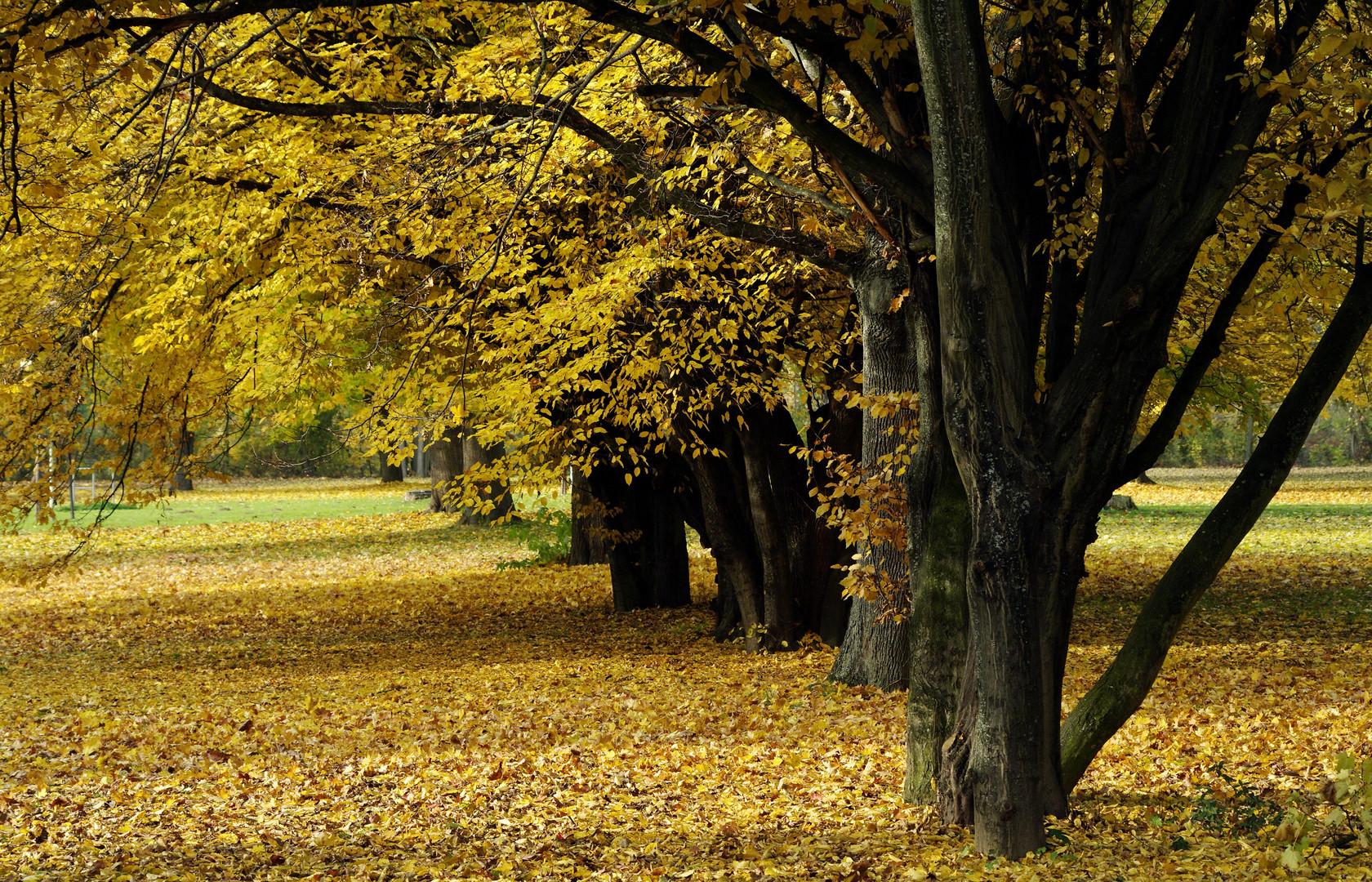 Goldener Herbst