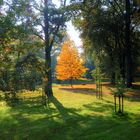 Goldener Herbst