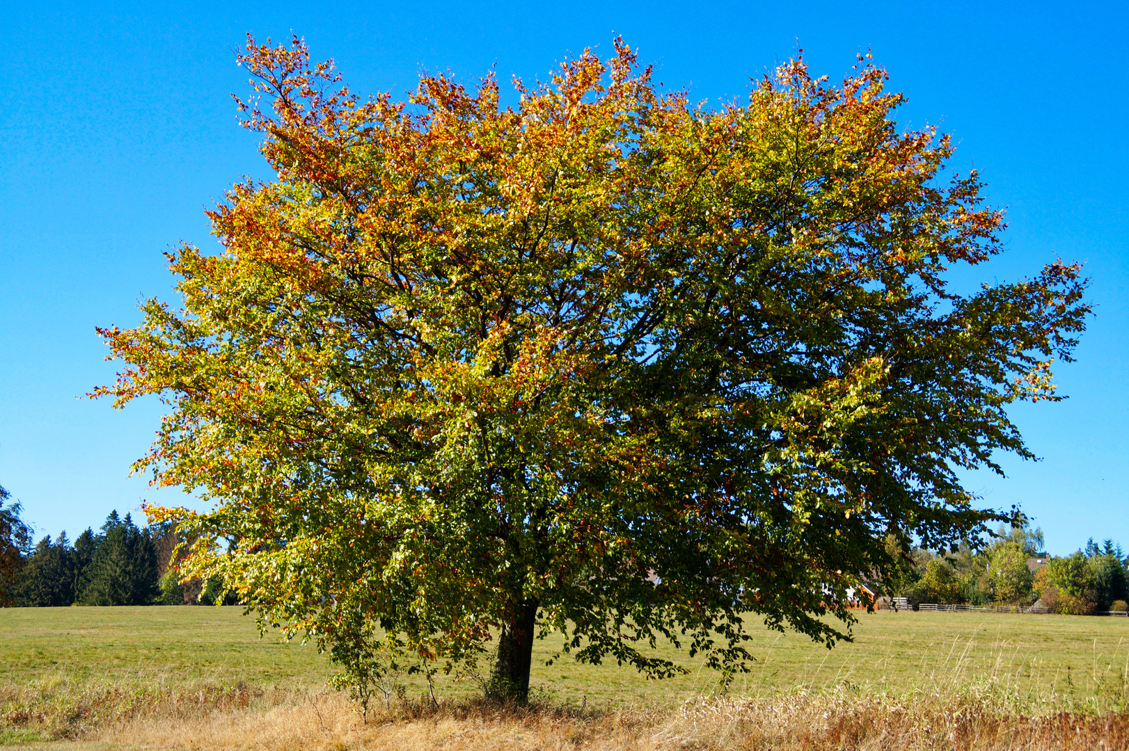 Goldener Herbst