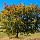 Goldener Herbst