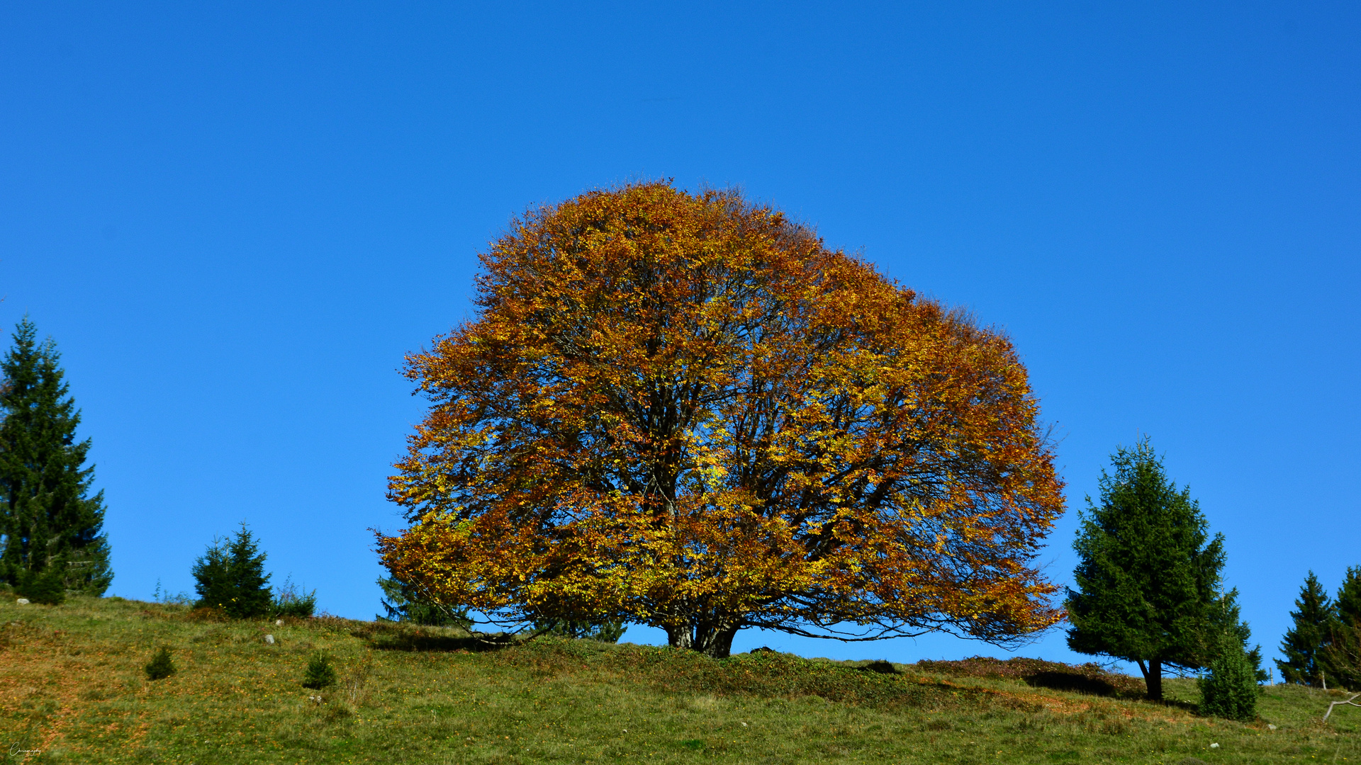 Goldener Herbst