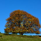 Goldener Herbst