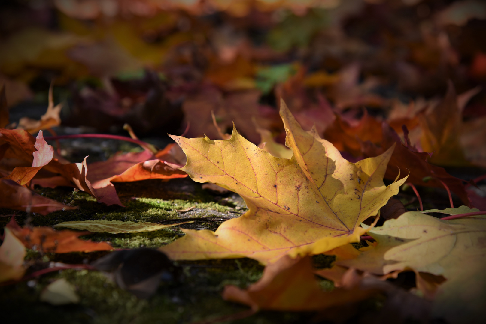 Goldener Herbst