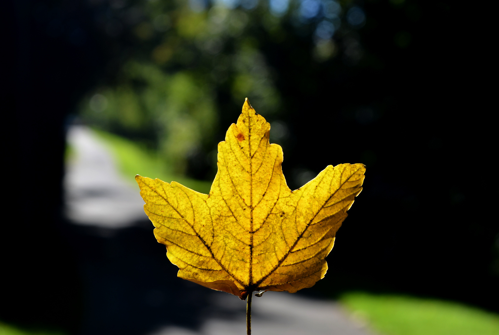 Goldener Herbst