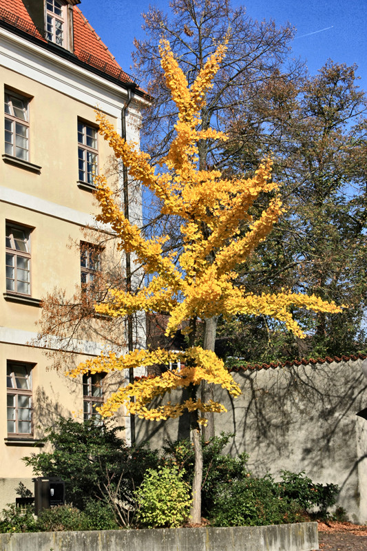 Goldener Herbst