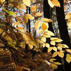 Goldener Herbst