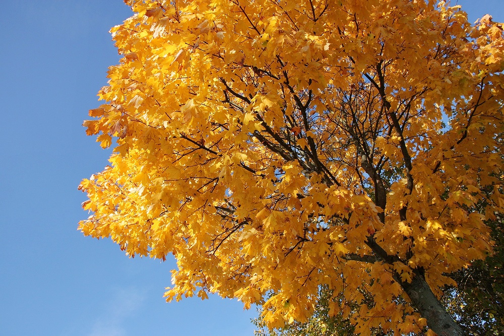 Goldener Herbst