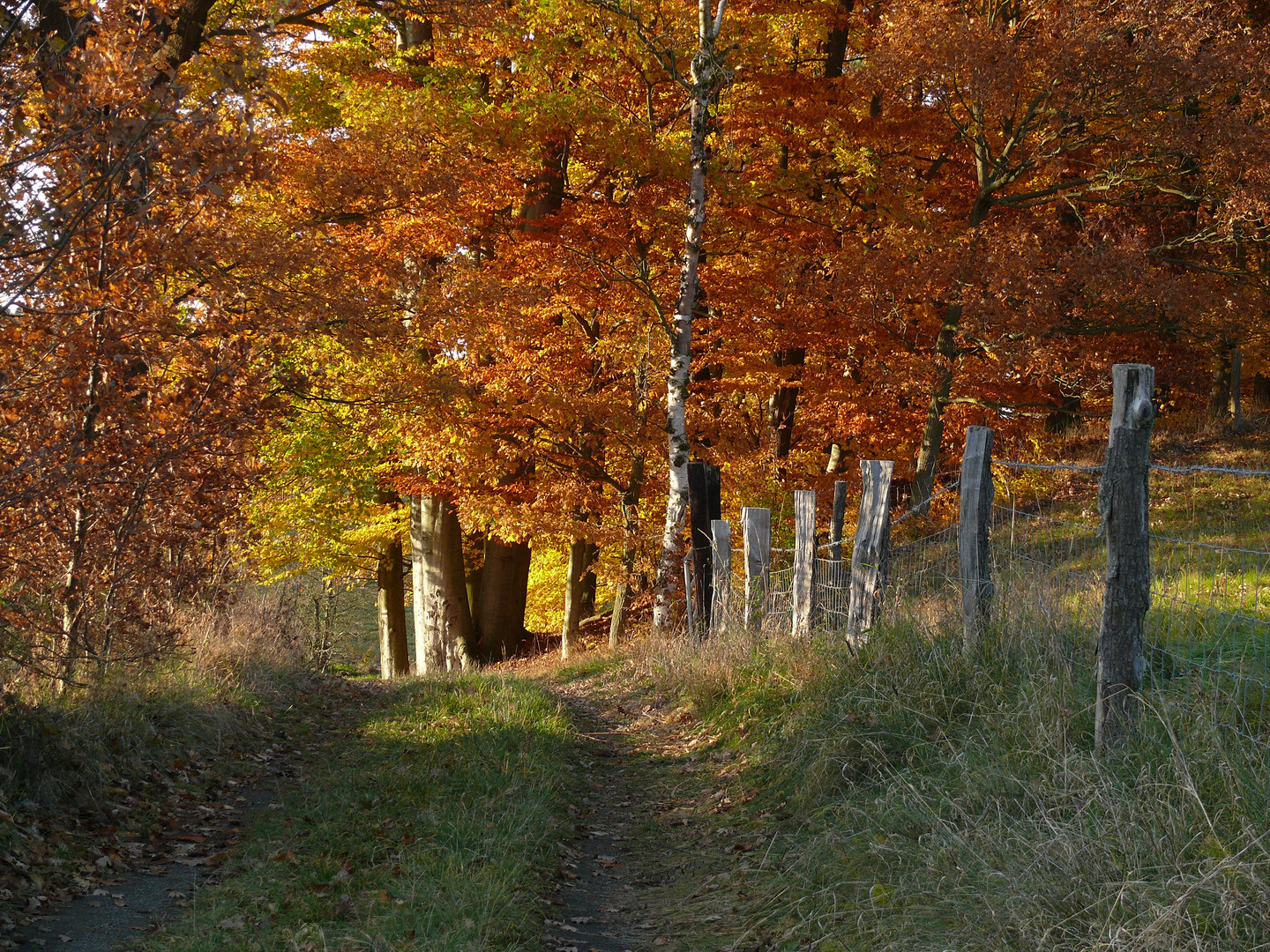 Goldener Herbst...