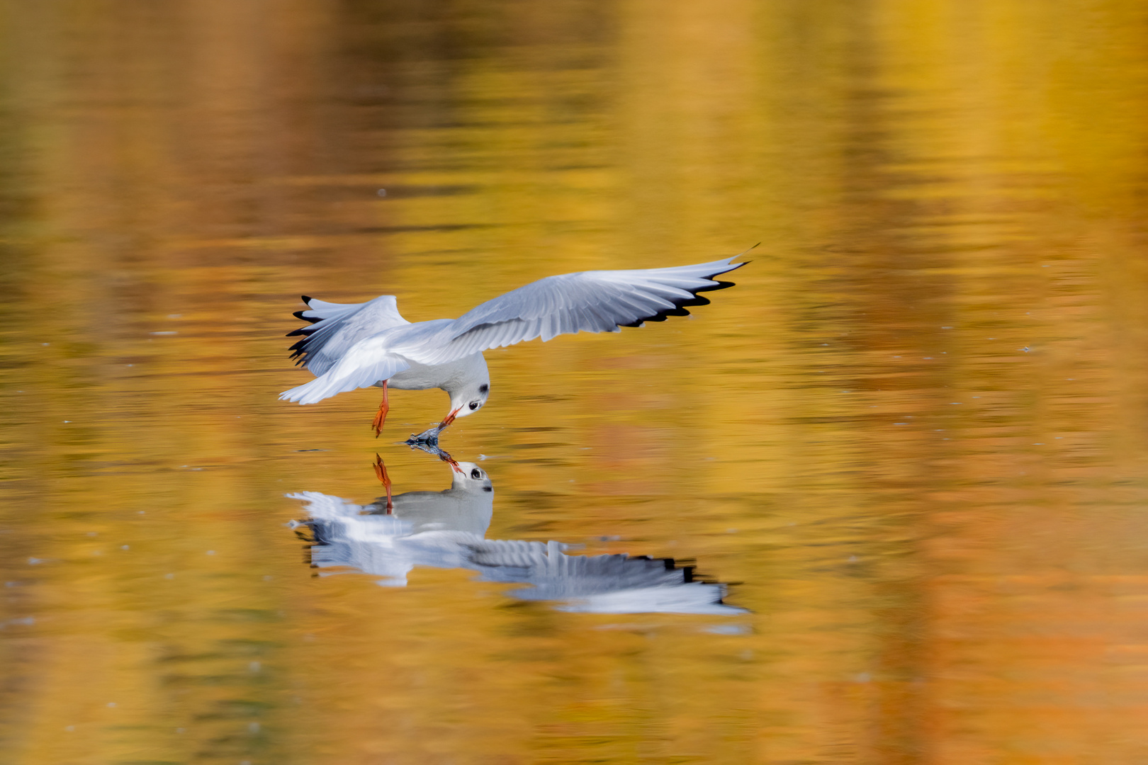 Goldener Herbst