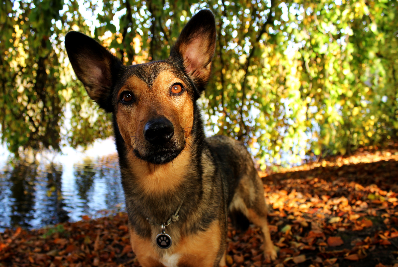 Goldener Herbst