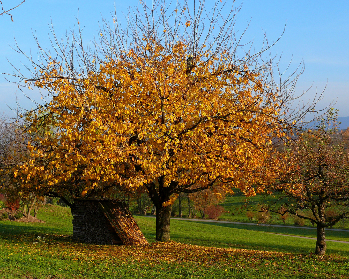 Goldener Herbst