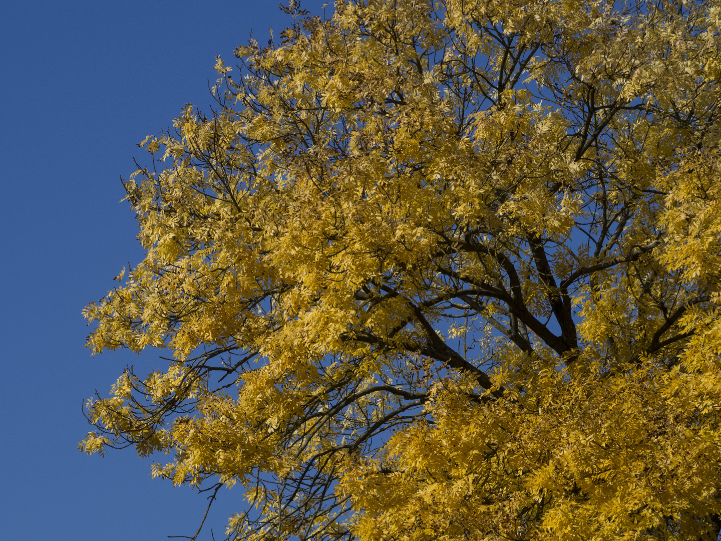 Goldener  Herbst