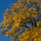 Goldener  Herbst