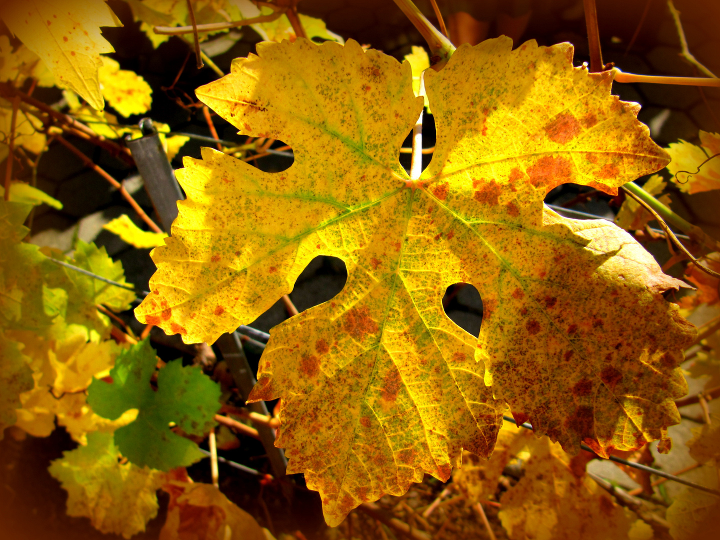 Goldener Herbst