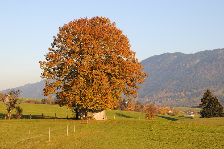 Goldener Herbst #2