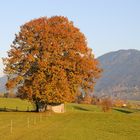 Goldener Herbst #2