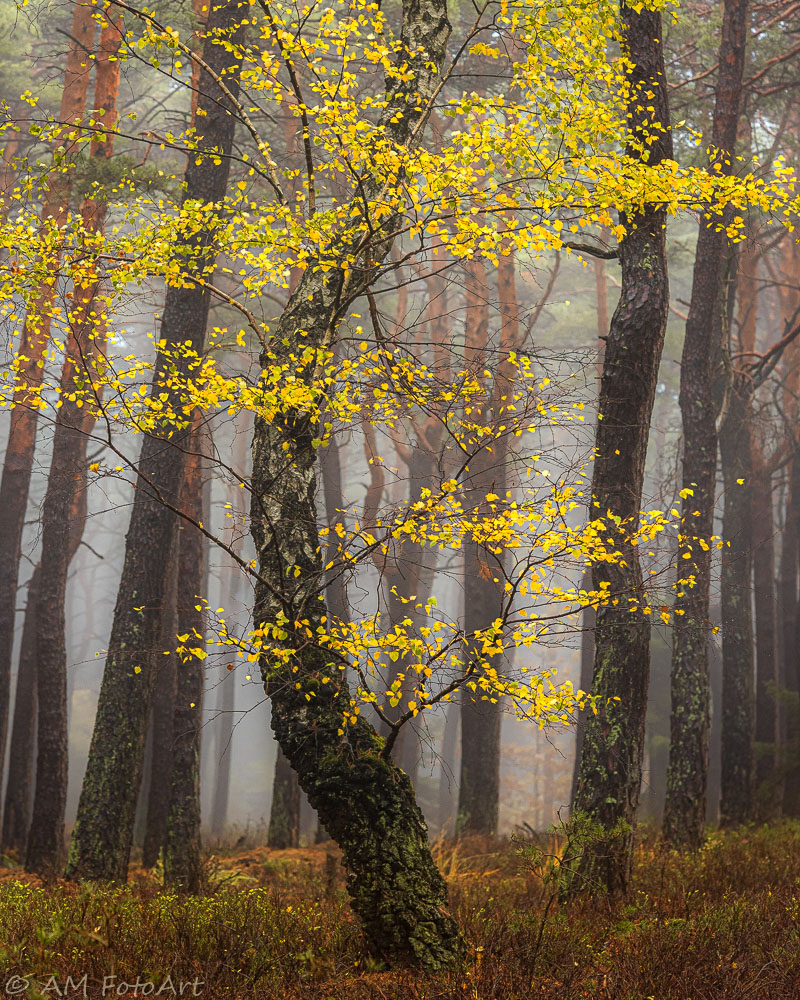 Goldener Herbst 2