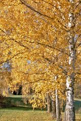 Goldener Herbst (2)