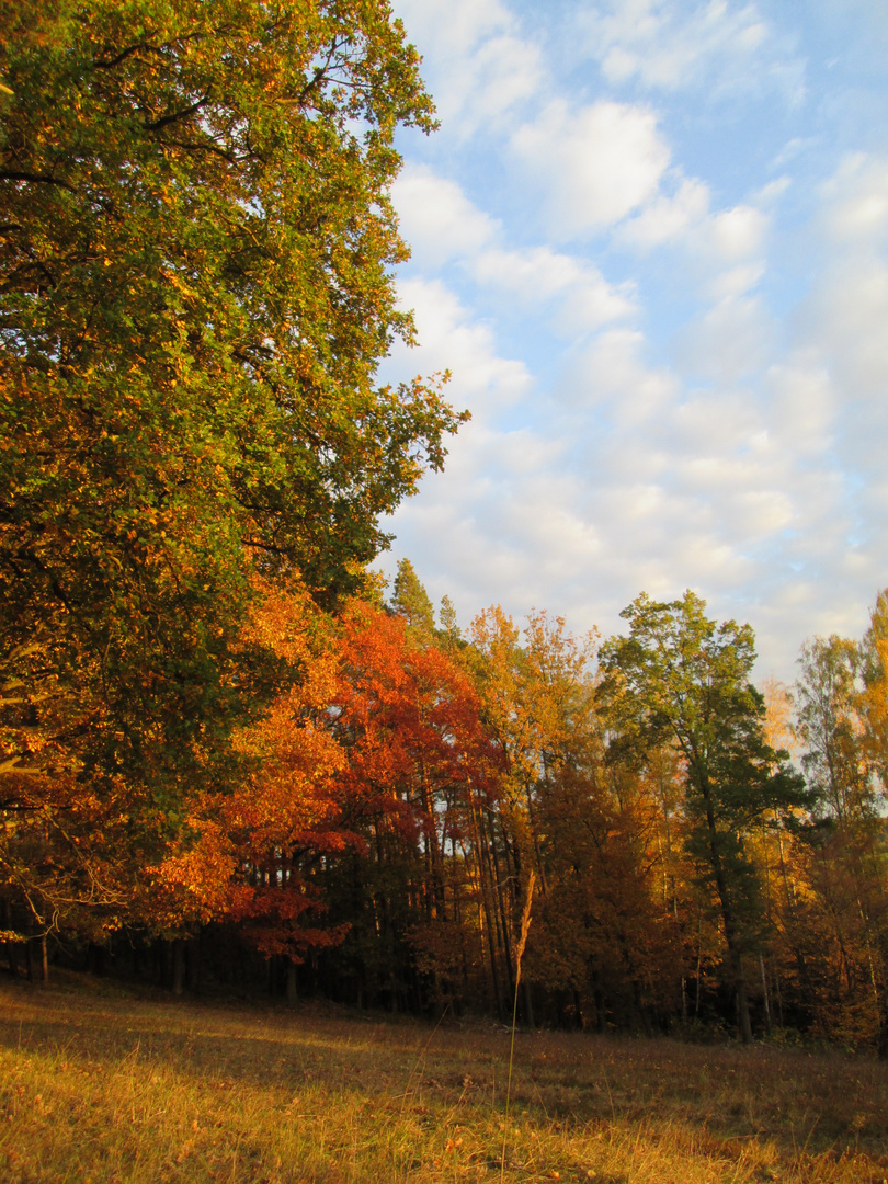 goldener Herbst 2