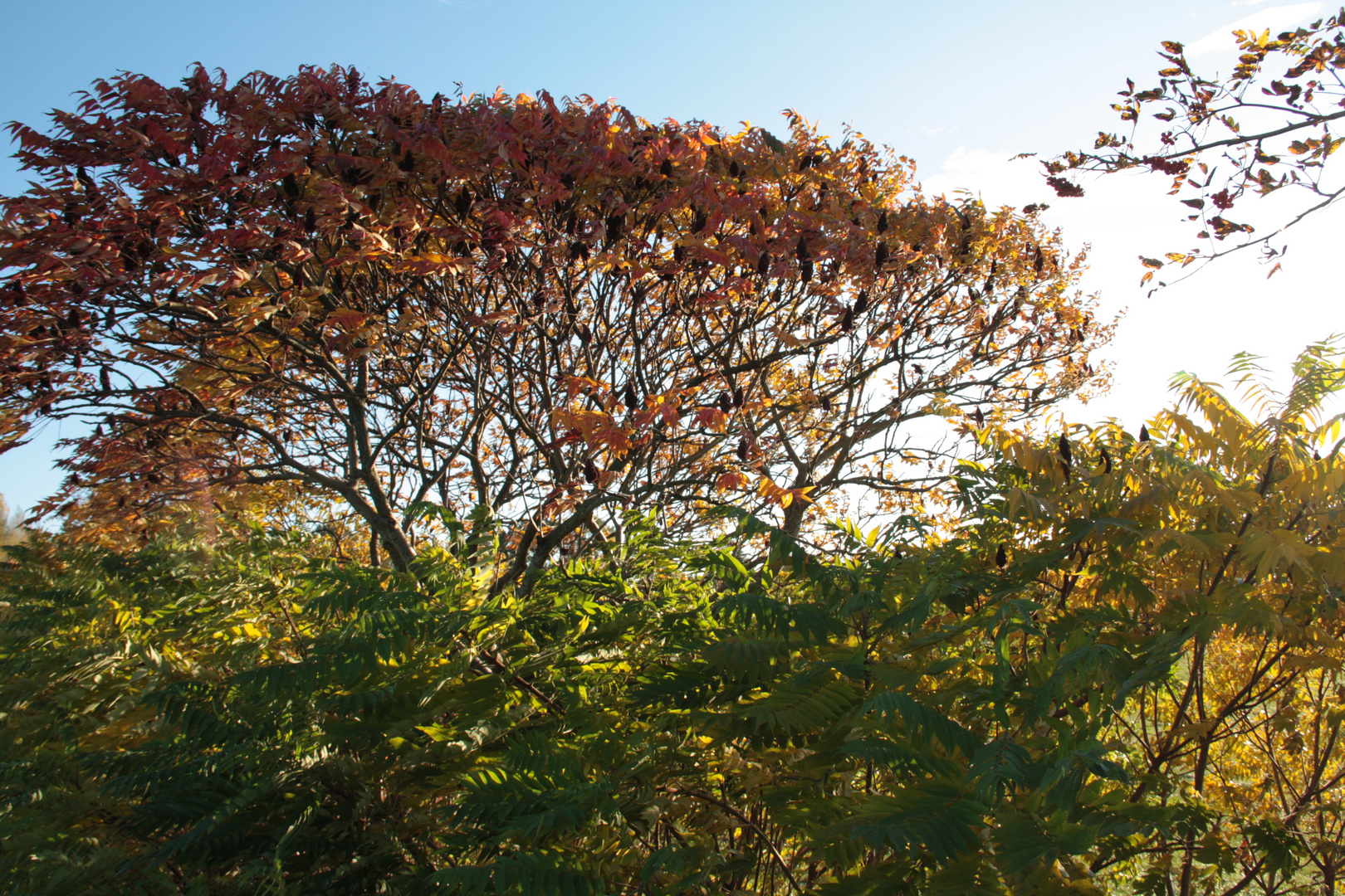 Goldener Herbst 2