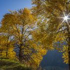 Goldener Herbst 2