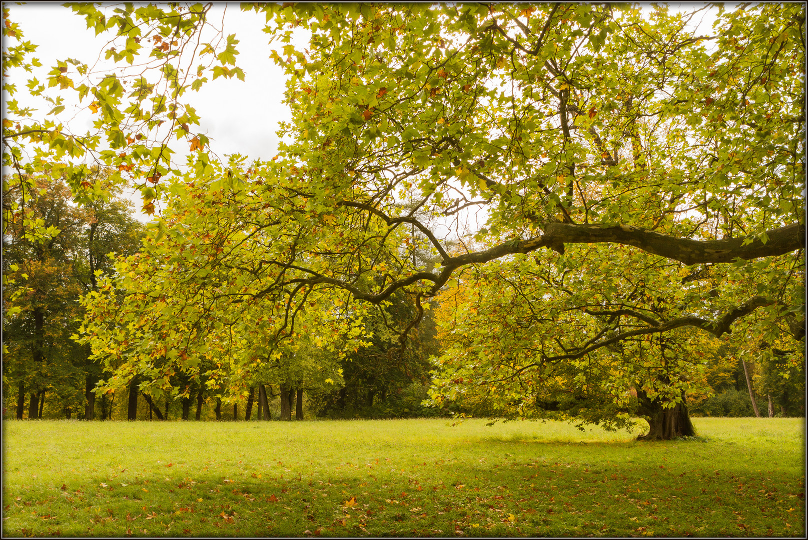 Goldener Herbst 2