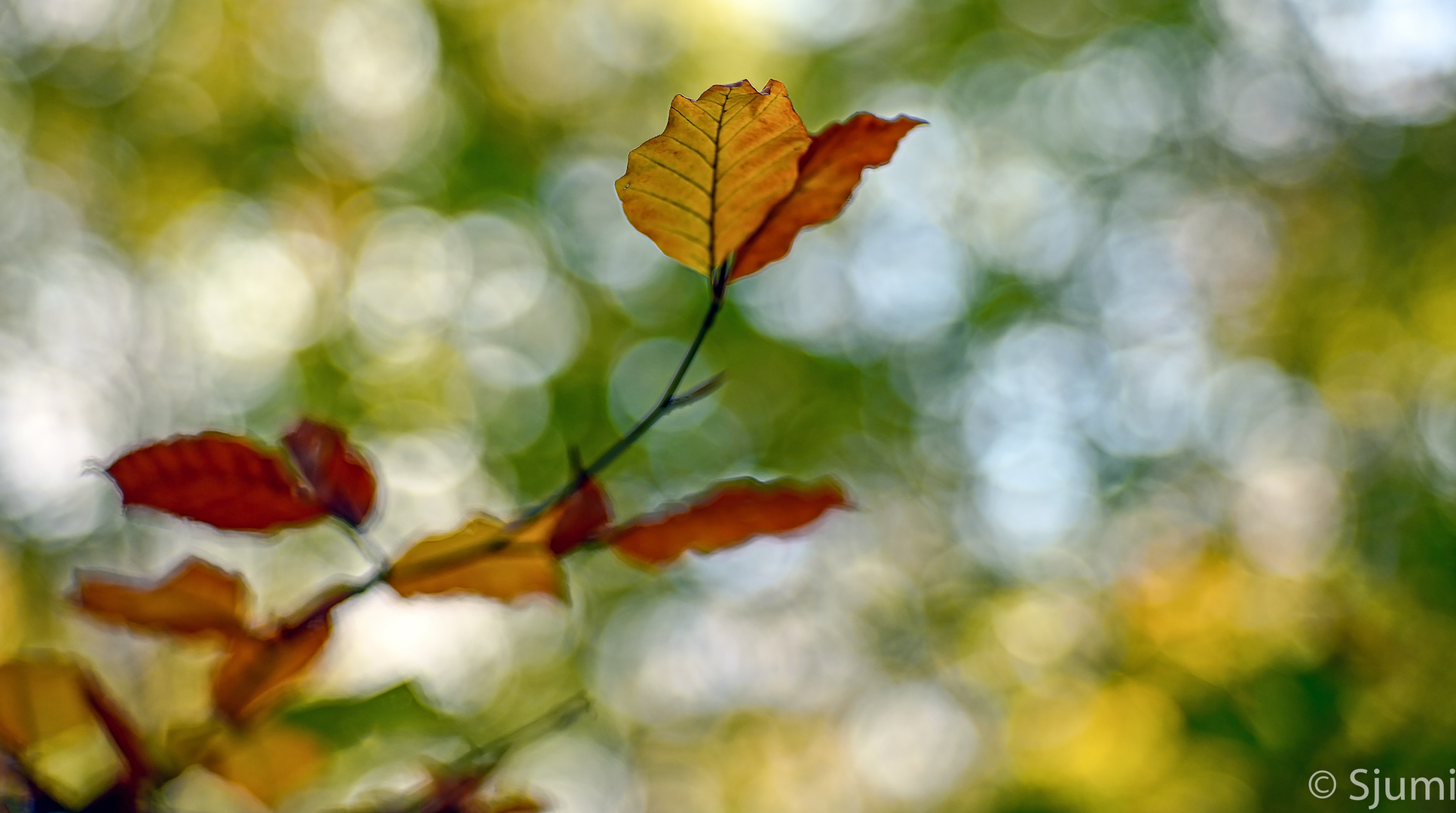 Goldener Herbst 2