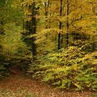 Goldener Herbst 2