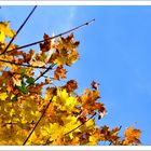 Goldener Herbst 2012 _01