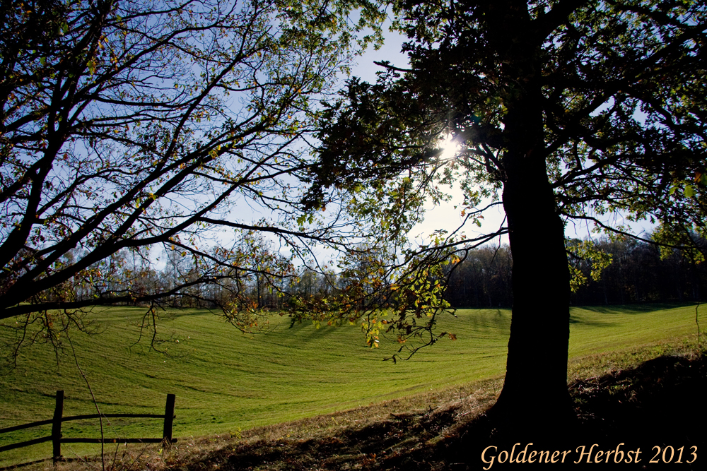 Goldener Herbst 2013