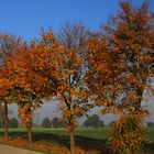 Goldener Herbst 2017 -ob er noch mal wiederkehrt?