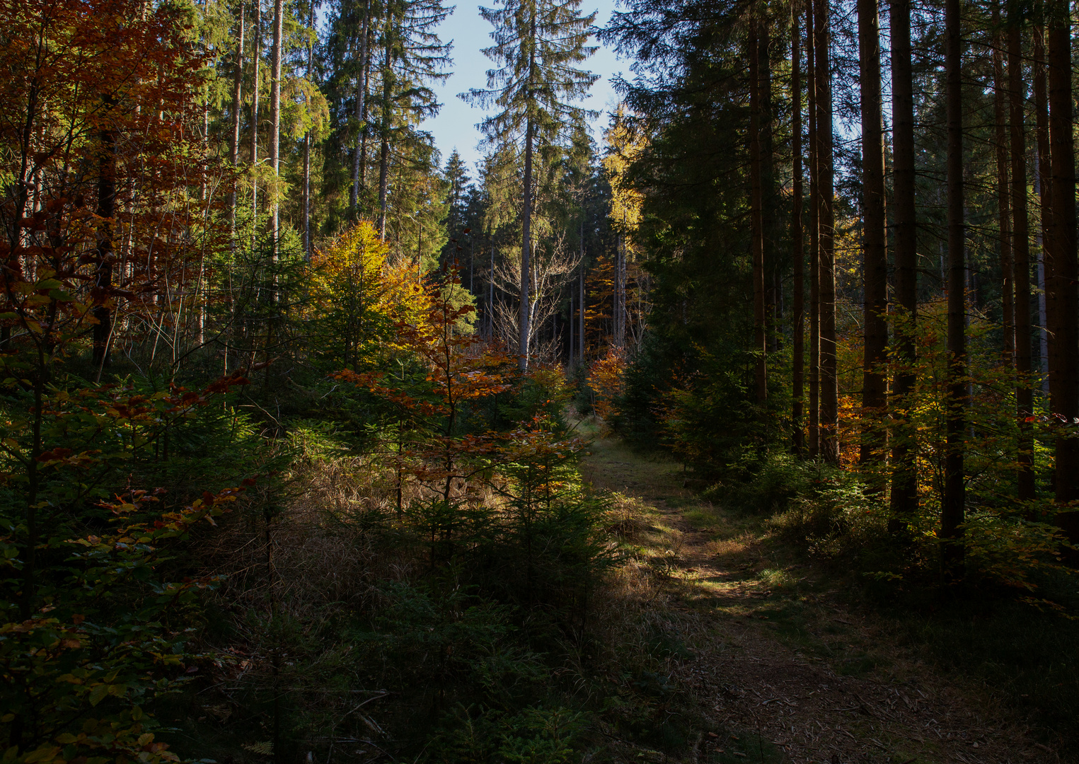 Goldener Herbst