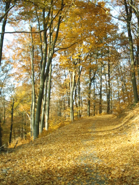 Goldener Herbst