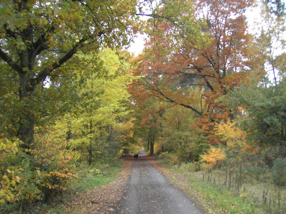 Goldener Herbst