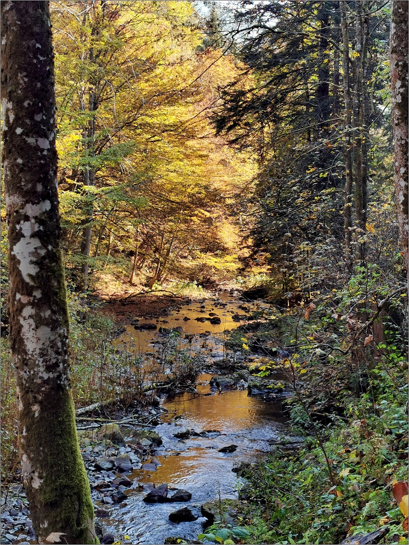 Goldener Herbst