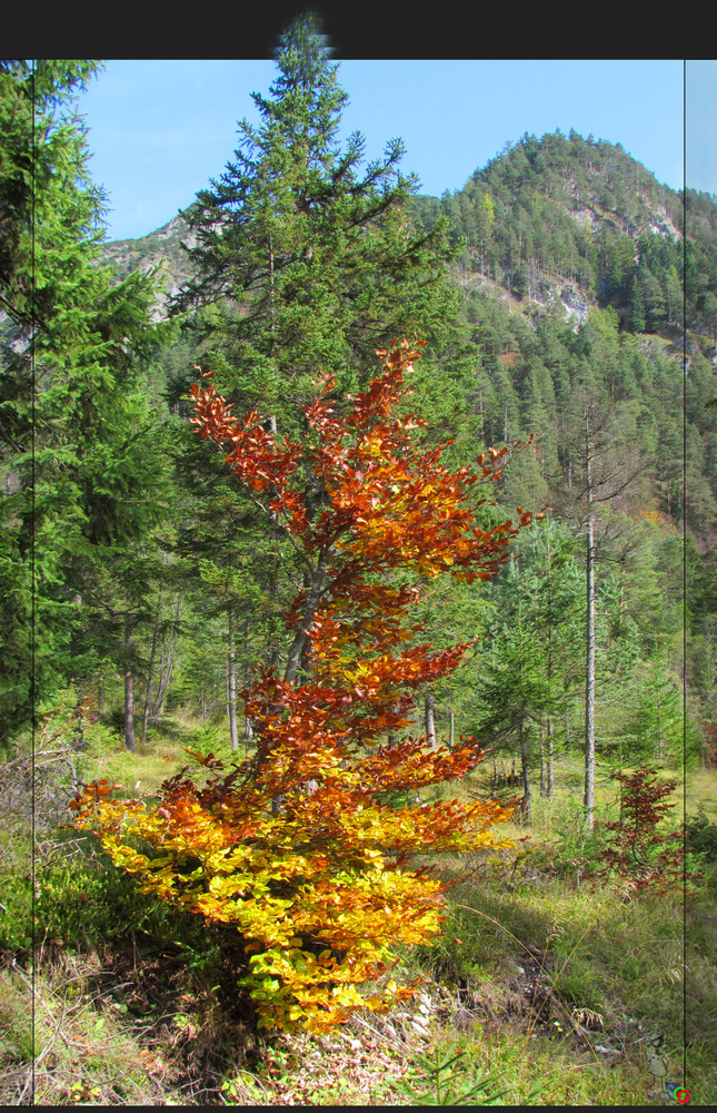 Goldener Herbst